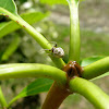 Hermit Crab Orbweaver