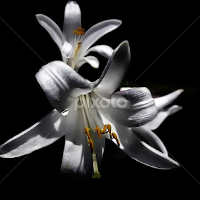 ..Night in White Satin... by Mirela Korolija - Flowers Flowers in the Wild