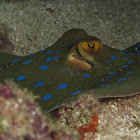 Bluespotted Ribbontail Ray