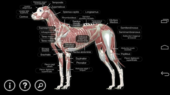 Dog Anatomy: Canine 3D - Apps on Google Play