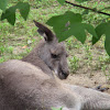 Northern Grey Kangaroo