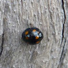 Spotted Lady Beetle