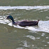 Black runner duck
