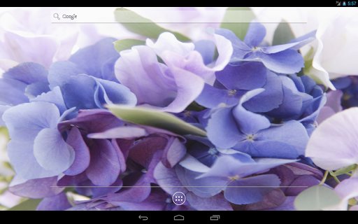 【免費個人化App】Hydrangea Live Wallpaper-APP點子