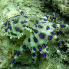Bluering Octopus