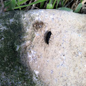 Common brown/black beetle