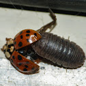 Wood louse vs. Asian multi-colored lady beetle