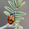 Harlequin ladybird, Asian lady beetle or Japanese ladybug