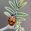 Harlequin ladybird, Asian lady beetle or Japanese ladybug