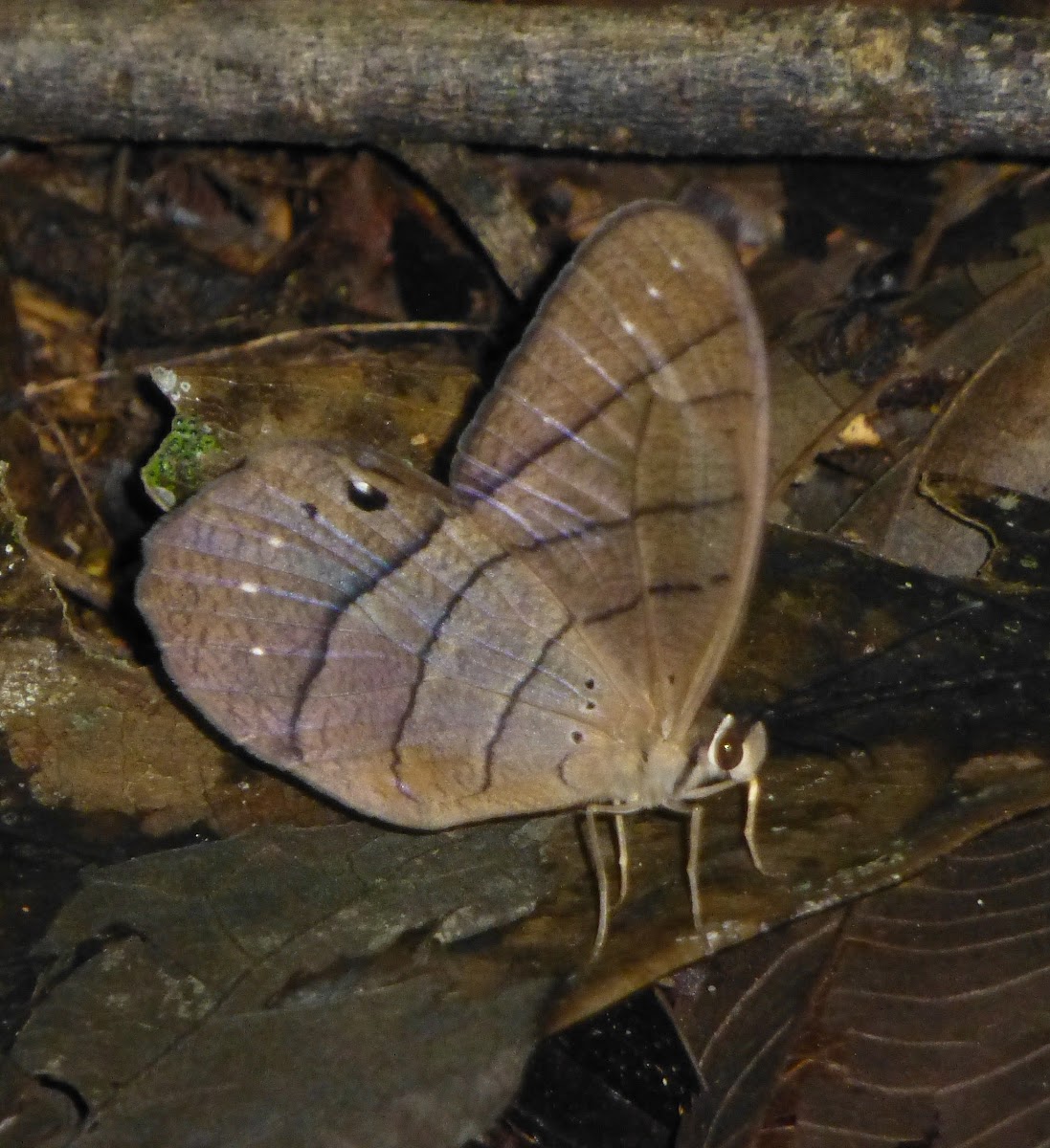 Moon Satyr Butterfly