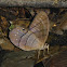 Moon Satyr Butterfly