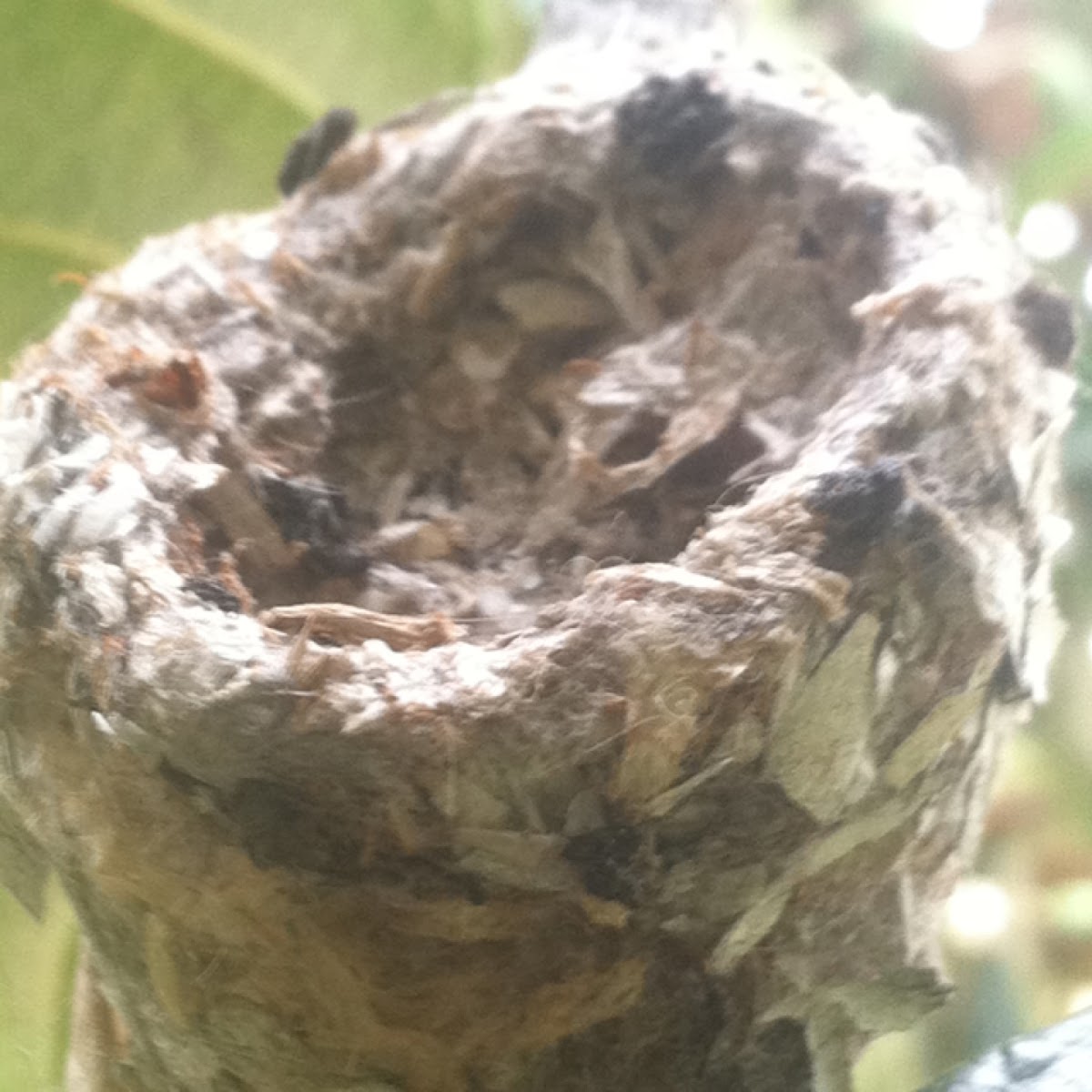 Humming nest