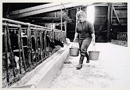 Groot rundveebedrijf