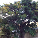 Monkey pod tree