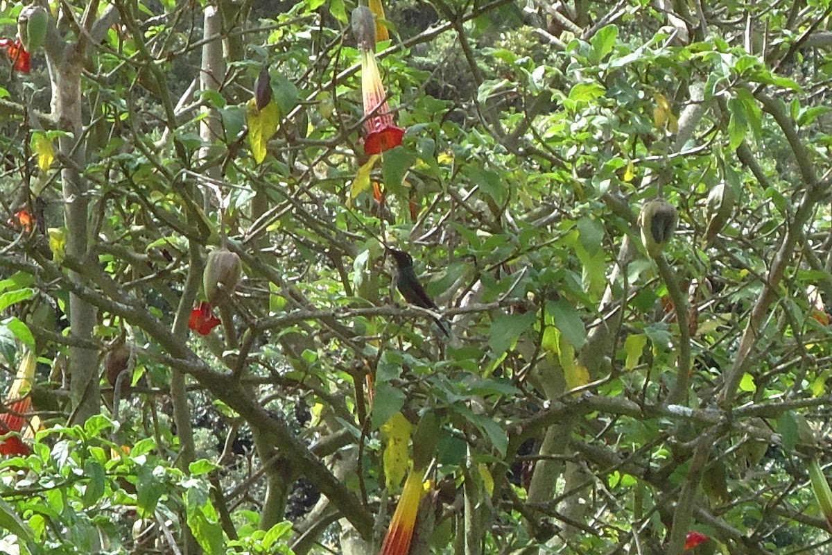 Sword-Billed Hummingbird