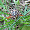 variegated june beetle