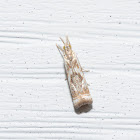 Elegant Grass- veneer Moth