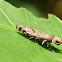 Gelechidae Moth