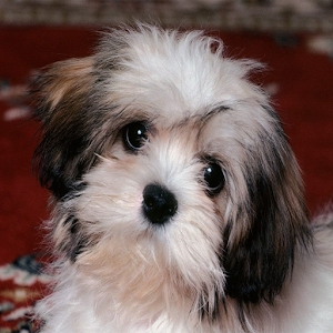 Cute Puppies Wallpapers 2.1