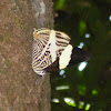 Zebra Mosaic - Mariposa Cebra