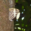 Zebra Mosaic - Mariposa Cebra