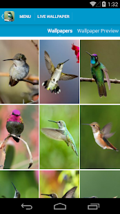 Amazing Hummingbirds Wallpaper(圖2)-速報App
