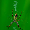 female wasp spider