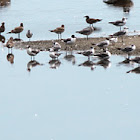 Laughing Gulls