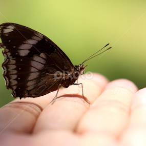 by Md Mamunur Rahman - Animals Insects & Spiders