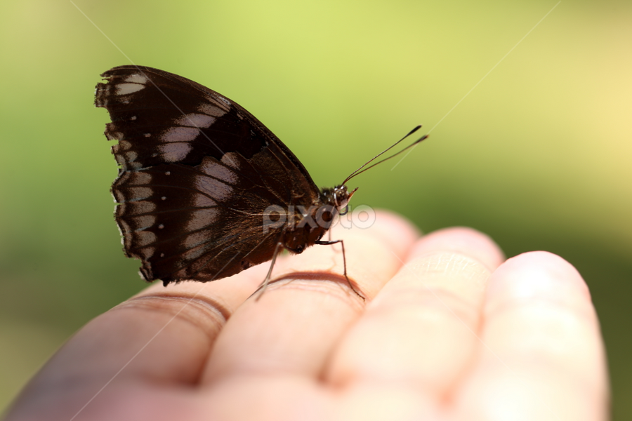 by Md Mamunur Rahman - Animals Insects & Spiders