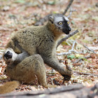 Brown lemur