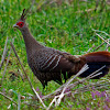 Khaleej Pheasant