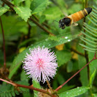giant honey bee