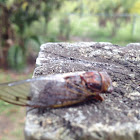 Cicada