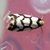 Reticulated Footman Moth