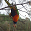 Rainbow Lorikeet