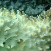 Soft Coral Maldives (?)