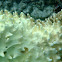 Soft Coral Maldives (?)