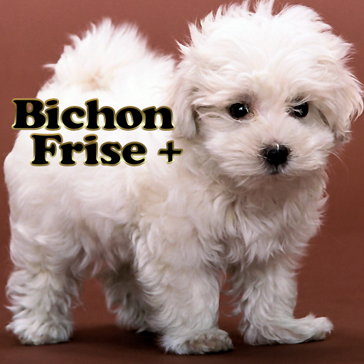 Bichon Frise + LOGO-APP點子