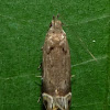 Gelechid Moth