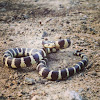 California king snake