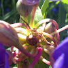 Elegant Crab Spider, female