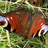 European peacok butterfly