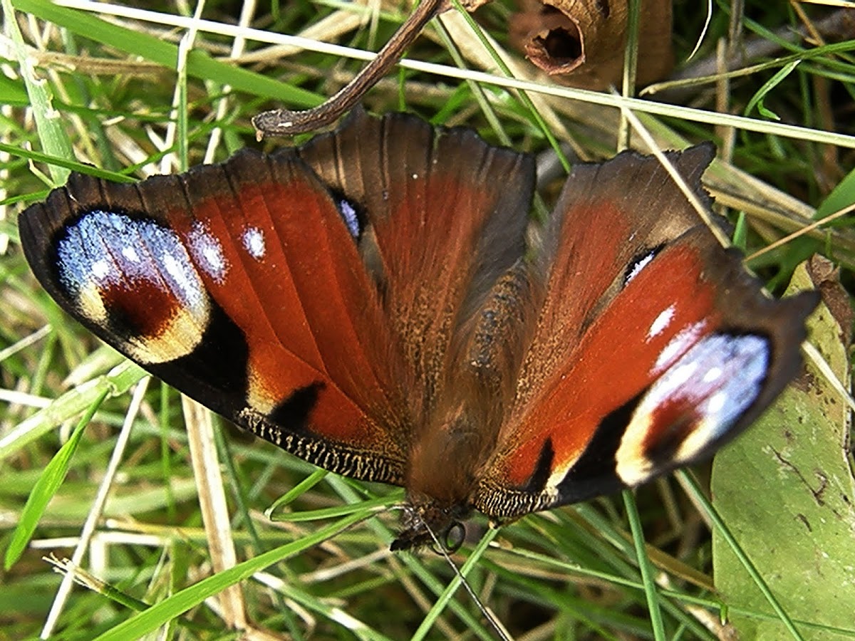 European peacok butterfly