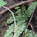 Maidenhair Spleenwort