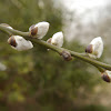 pussy willow