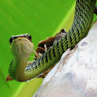 Flying Golden Tree Snake