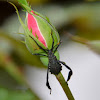 Leaf-footed Bug Nymph