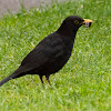 European blackbird