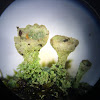 Mealy Pixie-cup Lichen